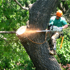 l’abattage de votre arbre